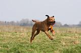 RODESIAN RIDGEBACK 059